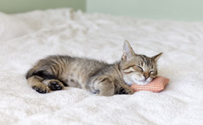 <h1>Dürfen Haustiere mit im Bett schlafen?</h1><br>